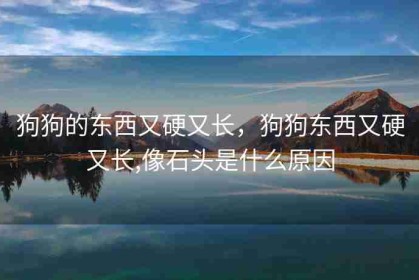 狗狗的东西又硬又长，狗狗东西又硬又长,像石头是什么原因